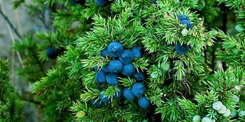 Šuma kleke: fotografija, sadnja i njega